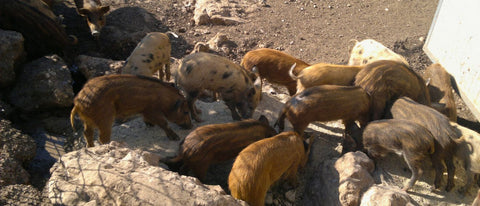 IL NOSTRO ALLEVAMENTO